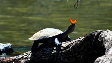 TAMBOPATA: A MAGICAL DESTINATION