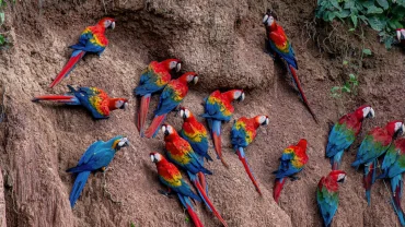 Macaw clay lick Chuncho